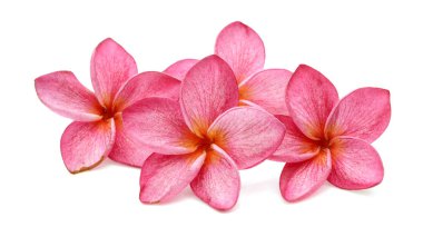 Pink and white frangipani or plumeria tropical flowers isolate.