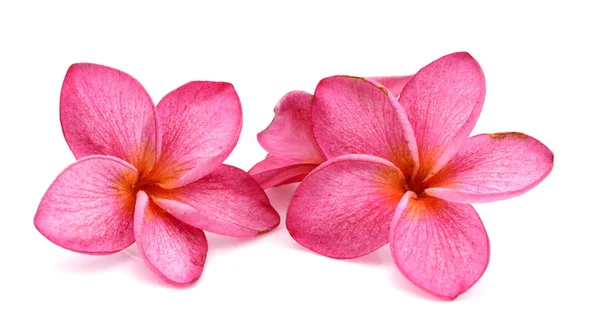 Frangipani Plumeria Backgro에 — 스톡 사진