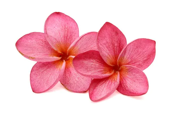 Růžové Bílé Frangipani Nebo Plumerie Tropické Květiny Izolovat — Stock fotografie