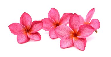 Pink frangipani or plumeria tropical flowers with green leaves.