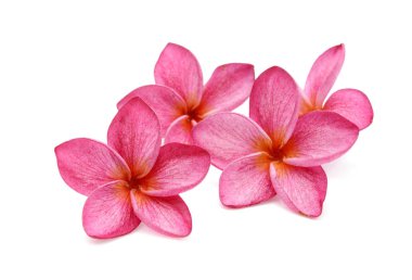 Pink frangipani or plumeria tropical flowers with green leaves.