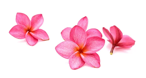 Witte Roze Frangipani Tropische Bloem Plumeria Lanthom — Stockfoto