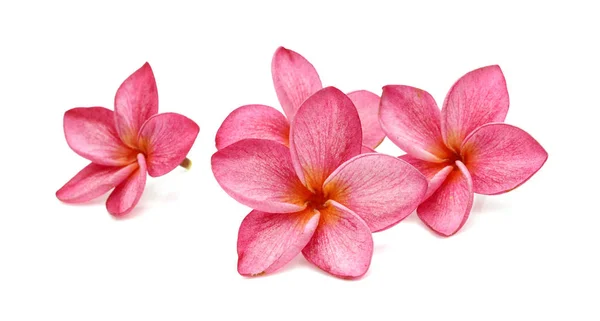 Růžové Frangipani Nebo Plumerie Tropické Květiny Zelenými Listy — Stock fotografie