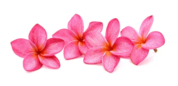 Pink Frangipani Цветок Изолирован Белый — стоковое фото