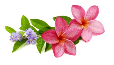 Beyaz arka plan üzerinde güzel plumaria çiçek 