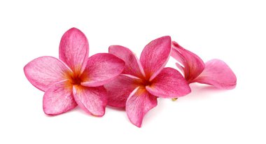 Su damla beyaz arka plan üzerinde izole Frangipani çiçek