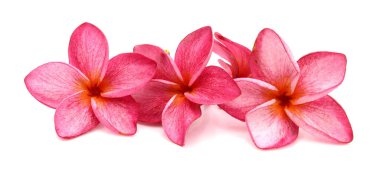 Su damla beyaz arka plan üzerinde izole Frangipani çiçek