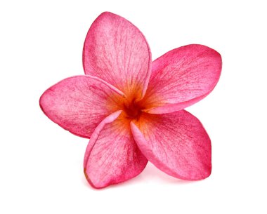 Beyaz arkaplanda izole Frangipani çiçeği