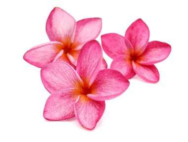 Beyaz arkaplanda izole Frangipani çiçeği