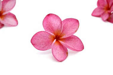 izole frangipani (plumeria) çiçek 