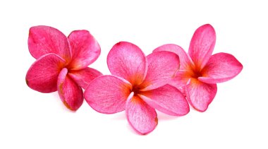izole frangipani (plumeria) çiçek 