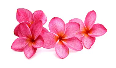 izole frangipani (plumeria) çiçek 