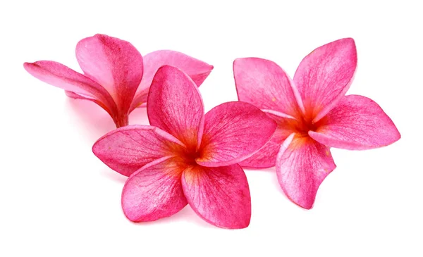 Белые Розовые Франджипани Плюмерия Тропические Цветы Изолировать — стоковое фото