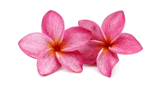 Flores Frangipani Com Gota Água Isolada Sobre Fundo Branco — Fotografia de Stock