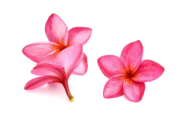 フランジパニ プルメリア 花の分離 — ストック写真