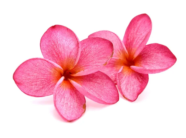 Frangipani Plumeria Fiore Isolato — Foto Stock