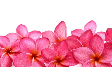 Beyaz arkaplanda Frangipani çiçeği