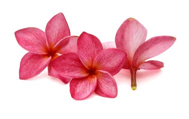 Üç frangipani çiçek ya da beyaz arka plan üzerinde izole plumeria