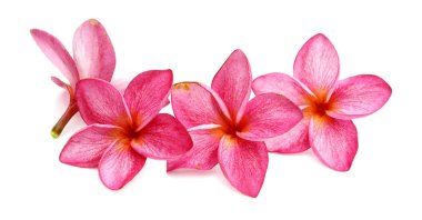 Beyaz arka plan üzerinde izole frangipani çiçekler 