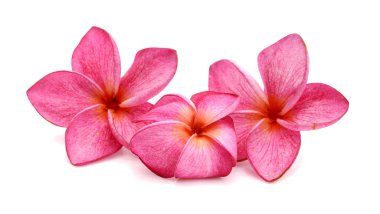 çiçeği pembe plumeria çiçek 