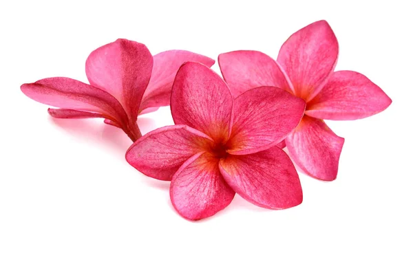 Frangipani Plumeria Lanthom 리라와 — 스톡 사진