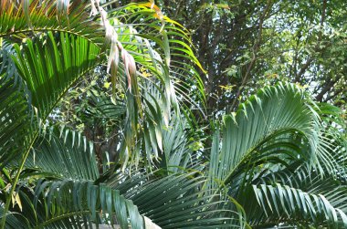 Palmiye ağacı brunchlar. Yeşil yaprakları arka plan. İnce palmiye yaprakları ile duvar kağıdı. 
