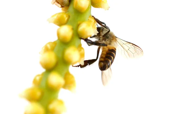 Gruppe Von Bienen Oder Honigbienen Auf Weißem Hintergrund Honigbienen — Stockfoto