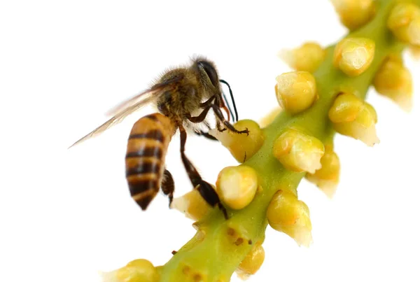 Honey Bee Front White Background — Stock Photo, Image