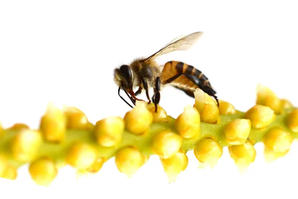 Detail Bee Honeybee Apis Mellifera — Stock Photo, Image