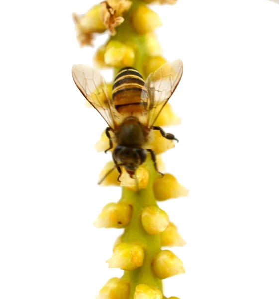 Detail Der Biene Oder Honigbiene Apis Mellifera — Stockfoto