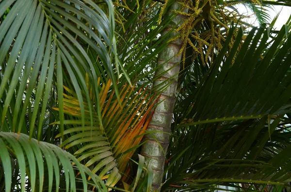 Кусочки Пальмы Зеленые Листья Фона Обои Тонкими Пальмовыми Листьями — стоковое фото