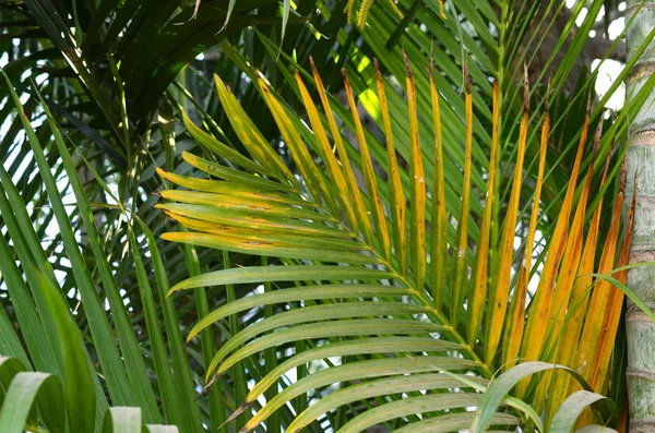 Brunches Van Palmboom Groene Bladeren Achtergrond Wallpaper Met Dunne Palmbladeren — Stockfoto