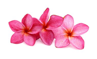 Ahşap masaya Frangipani çiçek