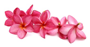 Ahşap masaya Frangipani çiçek