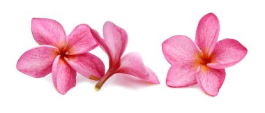 Beyaz arkaplanda izole Frangipani çiçeği 