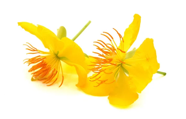 Βερίκοκο Blossom Hoa Mai Λουλούδια Του Παραδοσιακά Βιετναμέζικη Νέο Έτος — Φωτογραφία Αρχείου