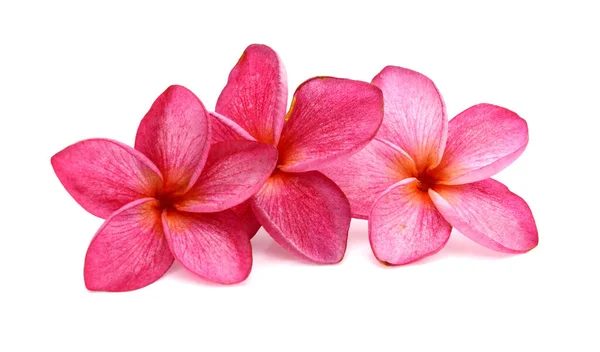 Frangipani Flores Sobre Mesa Madeira — Fotografia de Stock