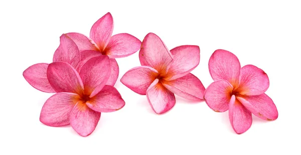 Güzellik Frangipani Veya Plumeria Çiçeklerin Renkli — Stok fotoğraf