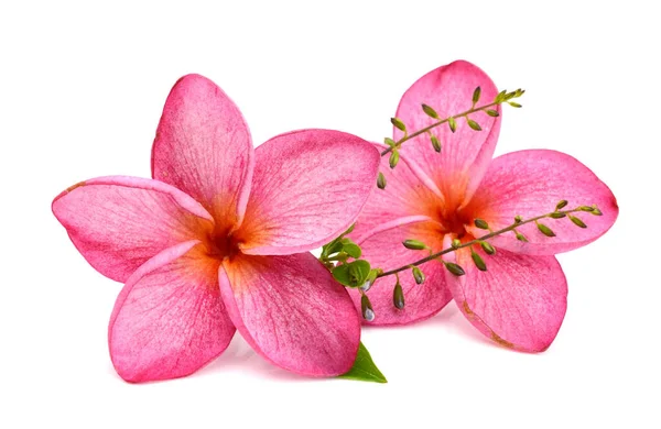 Güzellik Frangipani Veya Plumeria Çiçeklerin Renkli — Stok fotoğraf