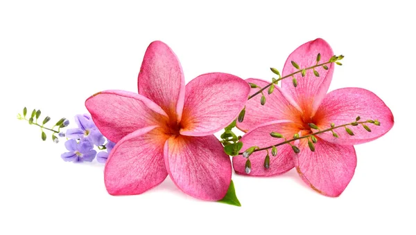 Frangipani Tropikal Spa Çiçek Plumeria Sınır Tasarlamak — Stok fotoğraf