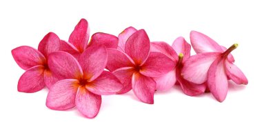 Frangipani tropikal spa çiçek. Plumeria 