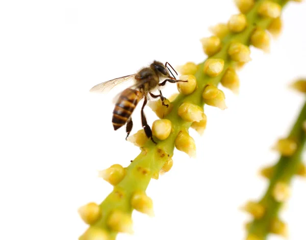 Honeybee Pollinated Yellow Flower — Stock Photo, Image