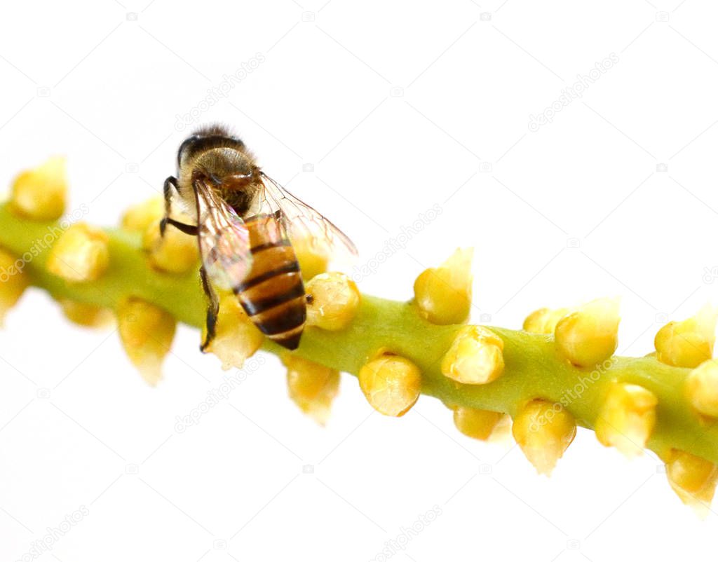 Honeybee pollinated of yellow flower