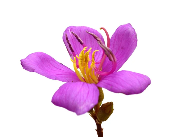 Crocus Ilkbahar Çiçeklerinden Biri — Stok fotoğraf