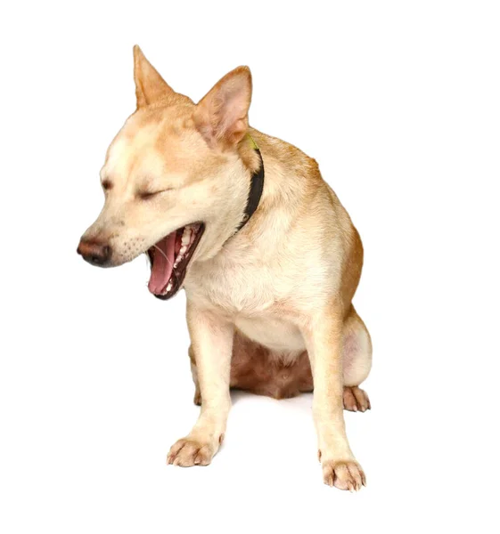 Jonge Grappig Hondje Geïsoleerd Witte Achtergrond — Stockfoto