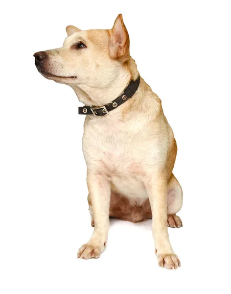 Három Imádnivaló Labrador Vizsla Kölyök Kutyák — Stock Fotó