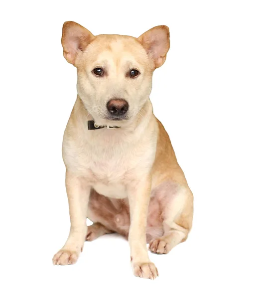 Cachorro Labrador Mirando Fondo Blanco — Foto de Stock