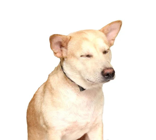Labrador Hundvalp Tittar Vit Bakgrund — Stockfoto