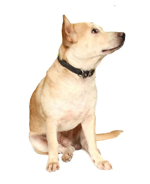 Labrador Pup Kijken Witte Achtergrond — Stockfoto