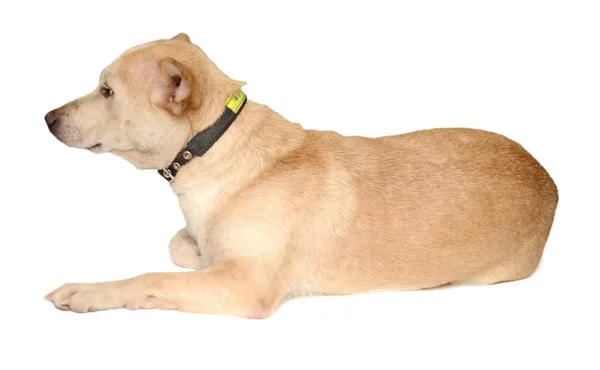 Labrador Yavru Beyaz Arka Planı Arıyorum — Stok fotoğraf